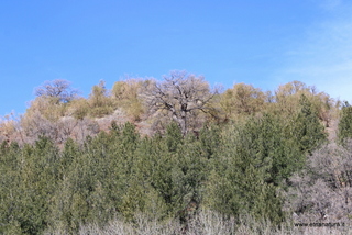 Monte Arso